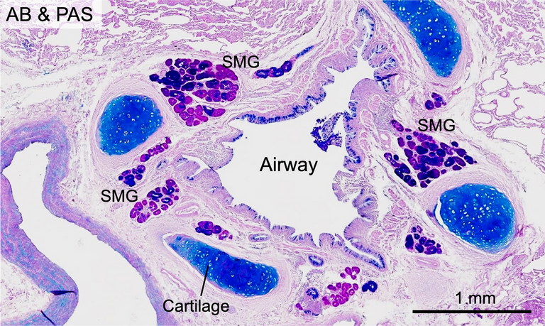 human airway and SMG